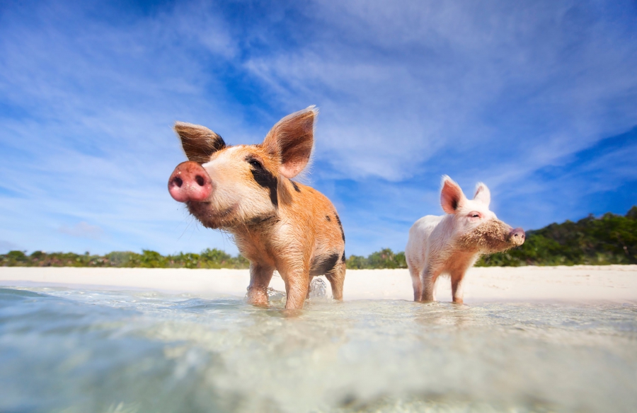 Багамы: Остров Pig Island приглашает поплавать со свиньями