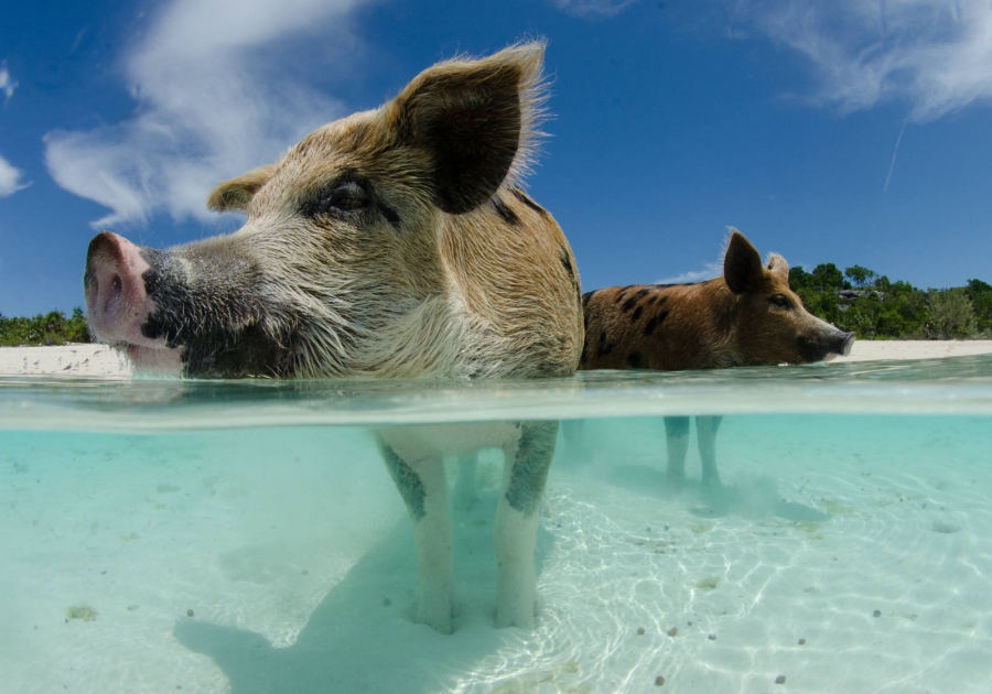 Багамы: Остров Pig Island приглашает поплавать со свиньями